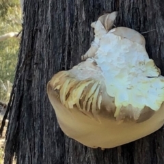 Laetiporus portentosus at Sutton, NSW - 16 Apr 2019