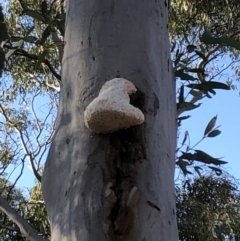Laetiporus portentosus (White Punk) at Sutton, NSW - 15 Apr 2019 by Whirlwind
