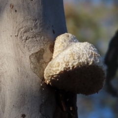 Laetiporus portentosus at Sutton, NSW - 16 Apr 2019