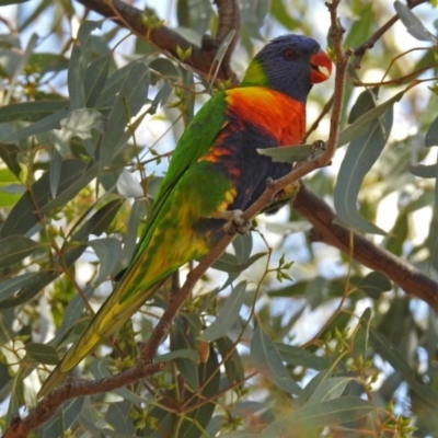 Trichoglossus moluccanus (Rainbow Lorikeet) at Wanniassa Hills Open Space - 16 Apr 2019 by RodDeb