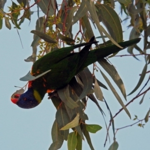 Trichoglossus moluccanus at Wanniassa, ACT - 16 Apr 2019