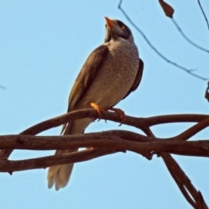 Manorina melanocephala at Wanniassa, ACT - 16 Apr 2019 01:24 PM