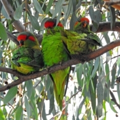 Glossopsitta concinna (Musk Lorikeet) at Wanniassa, ACT - 16 Apr 2019 by RodDeb