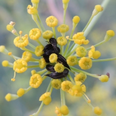 Mordellidae (family) (Unidentified pintail or tumbling flower beetle) at Paddys River, ACT - 19 Jan 2019 by michaelb