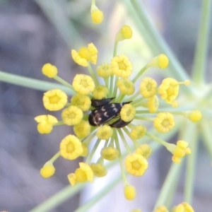 Mordellidae (family) at Paddys River, ACT - 19 Jan 2019 08:57 PM