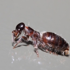 Tiphiidae (family) (Unidentified Smooth flower wasp) at Acton, ACT - 16 Apr 2019 by TimL