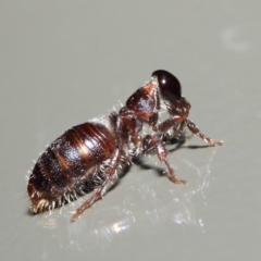 Tiphiidae (family) at Acton, ACT - 16 Apr 2019