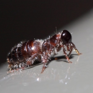 Tiphiidae (family) at Acton, ACT - 16 Apr 2019