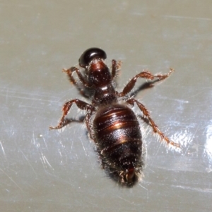 Tiphiidae sp. (family) at Acton, ACT - 16 Apr 2019