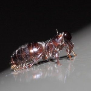 Tiphiidae (family) at Acton, ACT - 16 Apr 2019