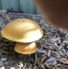 Gymnopilus junonius (Spectacular Rustgill) at Latham, ACT - 16 Apr 2019 by ChezF