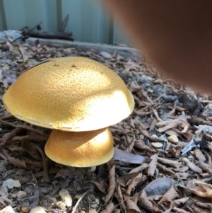 Gymnopilus junonius at Latham, ACT - 17 Apr 2019