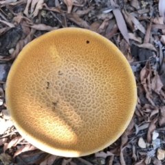 Gymnopilus junonius at Latham, ACT - 17 Apr 2019