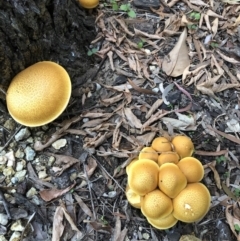 Gymnopilus junonius at Latham, ACT - 17 Apr 2019 08:54 AM