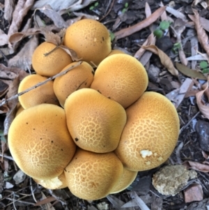 Gymnopilus junonius at Latham, ACT - 17 Apr 2019