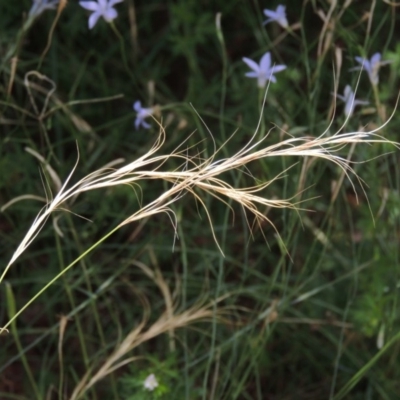 Anthosachne scabra (Common Wheat-grass) at Conder, ACT - 7 Dec 2014 by michaelb