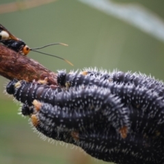 Perga sp. (genus) (Sawfly or Spitfire) at Budawang, NSW - 15 Apr 2019 by kieranh