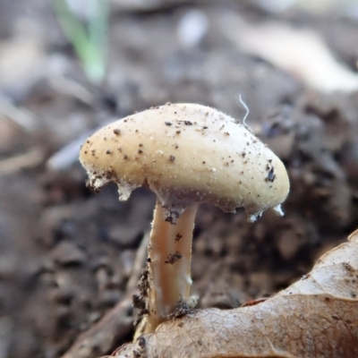 zz agaric (stem; gills white/cream) at Spence, ACT - 17 Apr 2019 by Laserchemisty