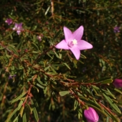 Crowea exalata subsp. exalata (Small Crowea) at Theodore, ACT - 17 Apr 2019 by owenh