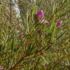 Crowea exalata subsp. exalata at Theodore, ACT - suppressed