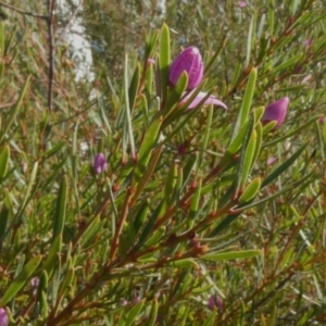 Crowea exalata subsp. exalata at Theodore, ACT - 17 Apr 2019