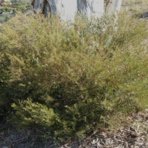 Crowea exalata subsp. exalata at Theodore, ACT - 17 Apr 2019