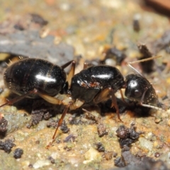 Camponotus sp. (genus) (A sugar ant) at ANBG - 16 Apr 2019 by TimL