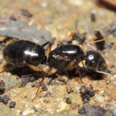 Camponotus sp. (genus) (A sugar ant) at Acton, ACT - 16 Apr 2019 by TimL