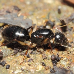 Camponotus sp. (genus) at Acton, ACT - 16 Apr 2019 01:08 PM