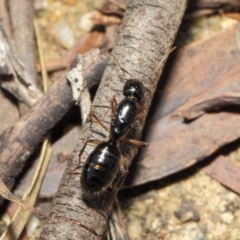 Camponotus sp. (genus) at Acton, ACT - 16 Apr 2019