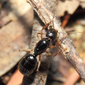 Camponotus sp. (genus) at Acton, ACT - 16 Apr 2019 01:08 PM