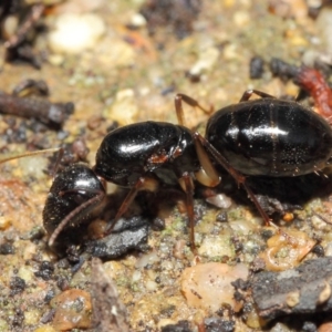 Camponotus sp. (genus) at Acton, ACT - 16 Apr 2019