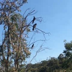 Zanda funerea (Yellow-tailed Black-Cockatoo) at Symonston, ACT - 17 Apr 2019 by LisaH
