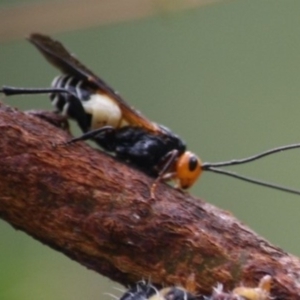 Callibracon capitator at Budawang, NSW - 17 Apr 2019