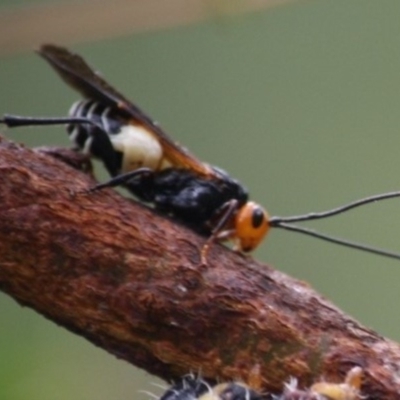 Callibracon capitator (White Flank Black Braconid Wasp) at QPRC LGA - 16 Apr 2019 by kieranh