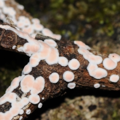 Aleurodiscus sp. at Box Cutting Rainforest Walk - 30 Oct 2017 by Teresa