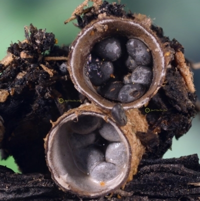 Cyathus stercoreus (Bird's nest fungus) at Dalmeny, NSW - 5 Apr 2019 by Teresa