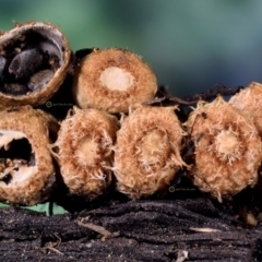 Cyathus stercoreus at Dalmeny, NSW - 5 Apr 2019