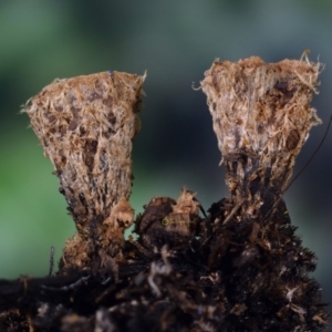 Cyathus stercoreus at Dalmeny, NSW - 5 Apr 2019