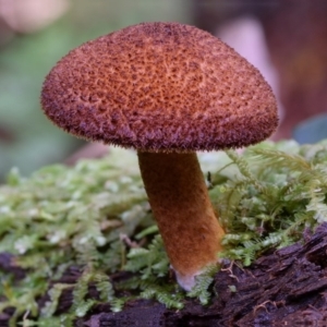 Tricholomopis rutilans complex at Box Cutting Rainforest Walk - 16 Apr 2019