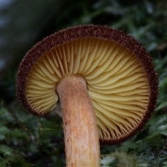 Tricholomopis rutilans complex at Box Cutting Rainforest Walk - 16 Apr 2019 10:42 AM