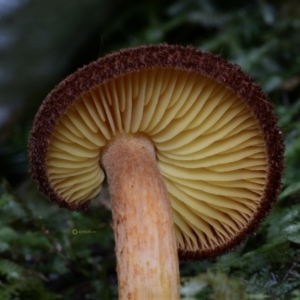 Tricholomopis rutilans complex at Box Cutting Rainforest Walk - 16 Apr 2019