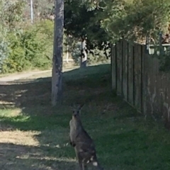 Macropus giganteus (Eastern Grey Kangaroo) at Flynn, ACT - 17 Apr 2019 by dhkmapr