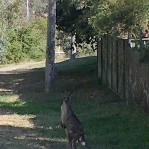 Macropus giganteus at Flynn, ACT - 17 Apr 2019