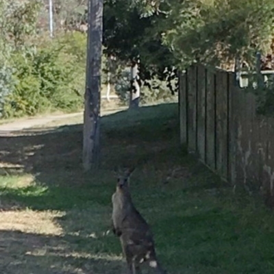 Macropus giganteus (Eastern Grey Kangaroo) at Flynn, ACT - 17 Apr 2019 by dhkmapr