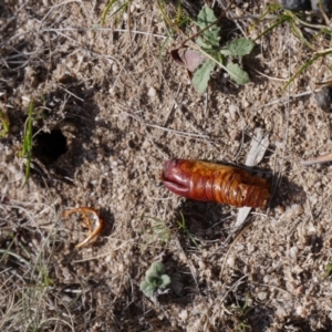 Hepialidae (family) at Rendezvous Creek, ACT - 13 Apr 2019