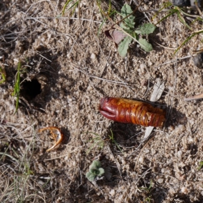 Hepialidae (family) (Unidentified Swift or Ghost Moth) at Namadgi National Park - 13 Apr 2019 by Fefifofum