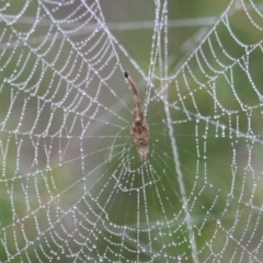 Arachnura higginsi (Scorpion-tailed Spider) at Mongarlowe River - 16 Apr 2019 by kieranh