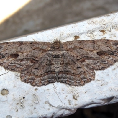 Ectropis excursaria (Common Bark Moth) at Macarthur, ACT - 17 Apr 2019 by RodDeb