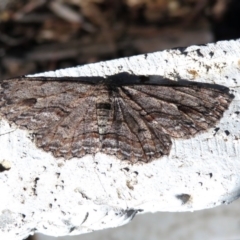 Ectropis excursaria at Macarthur, ACT - 17 Apr 2019 01:59 PM